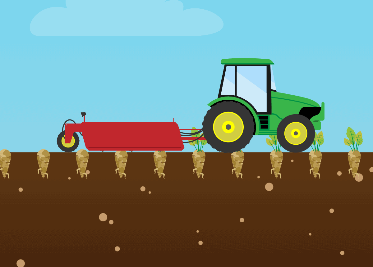 Illustration of a tractor harvesting sugar beets from the ground.